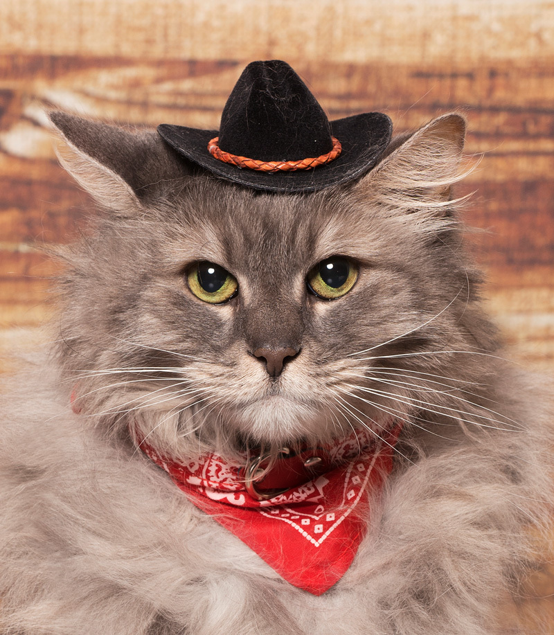 bella-cowboy
