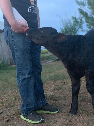beycow