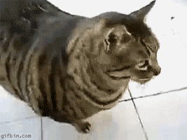 GIF of overweight cat falling onto its back